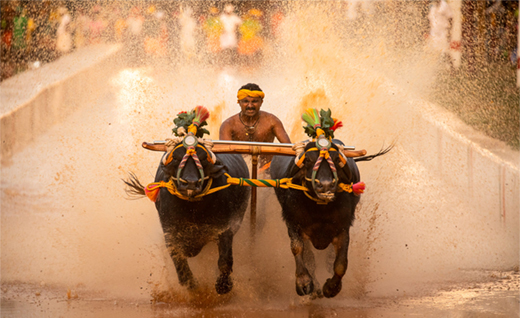Kambala 